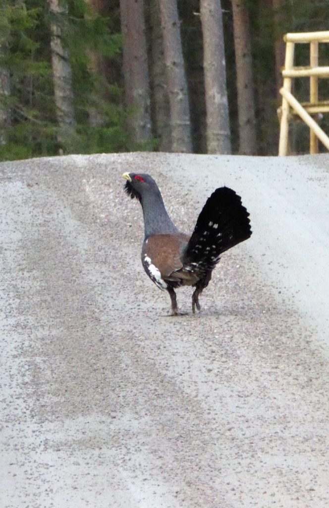 Auerhuhn (© Julia Taubmann)